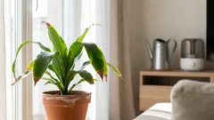 Punte marroni sulle foglie: 15 cause comuni e come risolverle in casa