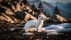 Perché alcuni animali diventano bianchi in inverno e cosa c’entra il fotoperiodo