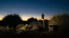 Il pappagallo notturno è tornato: cosa sappiamo della riscoperta nel Great Sandy Desert